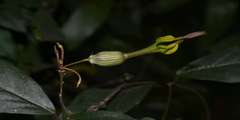 Ceropegia candelabrum var. biflora